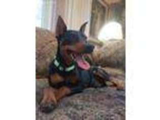 Miniature Pinscher Puppy for sale in Hicksville, NY, USA
