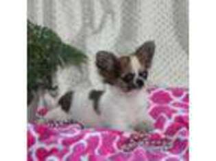Chihuahua Puppy for sale in Arbela, MO, USA