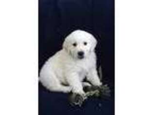 Golden Retriever Puppy for sale in Myerstown, PA, USA