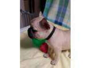 French Bulldog Puppy for sale in Branch, AR, USA