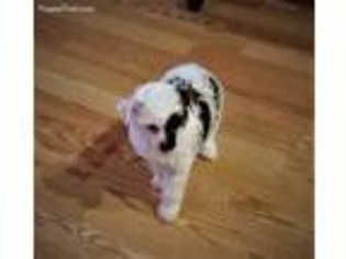 Chinese Crested Puppy for sale in Lenoir City, TN, USA