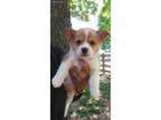 Pembroke Welsh Corgi Puppy for sale in Meadow Bridge, WV, USA