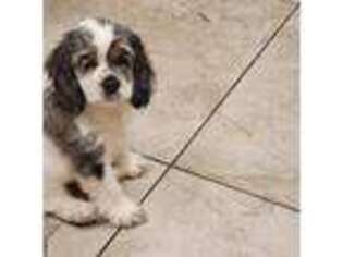Cocker Spaniel Puppy for sale in Wellington, OH, USA