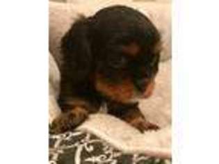 Cavalier King Charles Spaniel Puppy for sale in Pittsboro, IN, USA