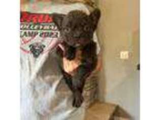 French Bulldog Puppy for sale in Springfield, MO, USA