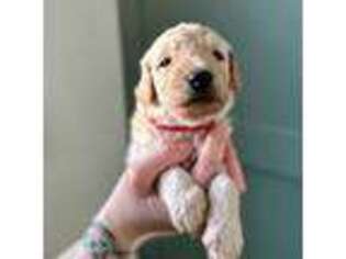 Goldendoodle Puppy for sale in Pfafftown, NC, USA