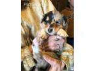 Collie Puppy for sale in Minden City, MI, USA