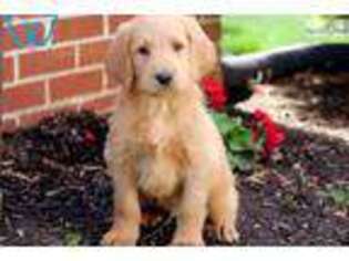 Labradoodle Puppy for sale in Lancaster, PA, USA