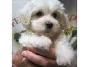 Havanese Puppy for sale in Logansport, IN, USA