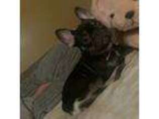 French Bulldog Puppy for sale in Fitchburg, MA, USA
