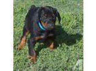 Doberman Pinscher Puppy for sale in PILOT POINT, TX, USA