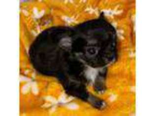 Chihuahua Puppy for sale in Manning, SC, USA