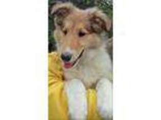 Collie Puppy for sale in Fostoria, MI, USA