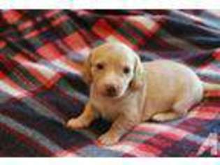 Dachshund Puppy for sale in HARTVILLE, MO, USA