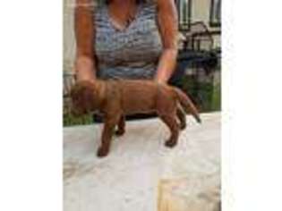 Chesapeake Bay Retriever Puppy for sale in Salinas, CA, USA
