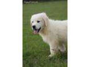 Golden Retriever Puppy for sale in Itasca, TX, USA