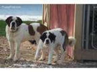 Saint Bernard Puppy for sale in Orwell, OH, USA