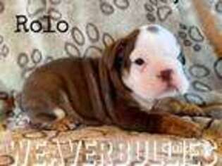 Bulldog Puppy for sale in Stevens, PA, USA