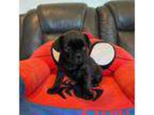 French Bulldog Puppy for sale in Elverta, CA, USA