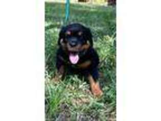 Rottweiler Puppy for sale in Columbia, MS, USA