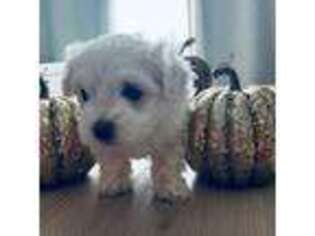 Maltese Puppy for sale in Enfield, CT, USA
