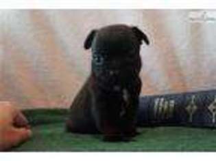 French Bulldog Puppy for sale in Jackson, TN, USA