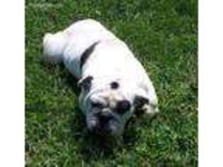 Olde English Bulldogge Puppy for sale in Petal, MS, USA
