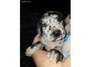 Great Dane Puppy for sale in Shawano, WI, USA