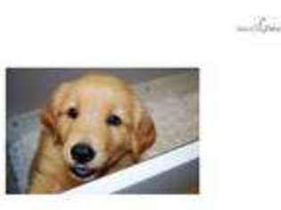 Golden Retriever Puppy for sale in Mobile, AL, USA