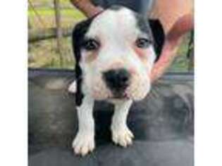 American Bulldog Puppy for sale in Mascotte, FL, USA