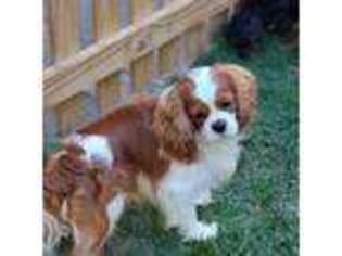 Cavalier King Charles Spaniel Puppy for sale in Centerville, TN, USA