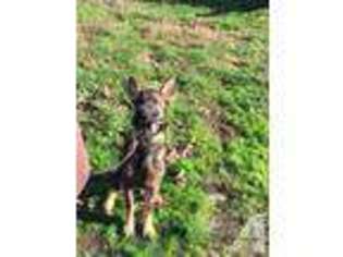 German Shepherd Dog Puppy for sale in WOODBURN, OR, USA