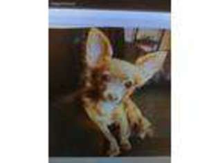 Chihuahua Puppy for sale in Floral Park, NY, USA