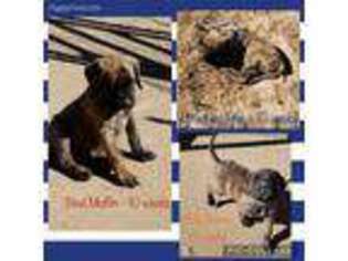 Mastiff Puppy for sale in Mineral Wells, TX, USA