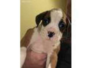 Boxer Puppy for sale in Warsaw, MO, USA