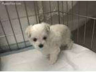 Maltese Puppy for sale in Savannah, GA, USA