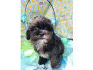 Shih-Poo Puppy for sale in Bolingbrook, IL, USA