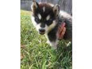 Alaskan Malamute Puppy for sale in Spring, TX, USA