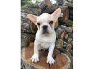 French Bulldog Puppy for sale in Bell Buckle, TN, USA