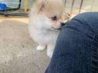 Pomeranian Puppy for sale in Frankfort, IN, USA