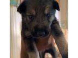 German Shepherd Dog Puppy for sale in Brooklyn, NY, USA