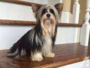 Yorkshire Terrier Puppy for sale in FOLEY, AL, USA