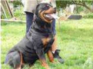 Rottweiler Puppy for sale in SAN FRANCISCO, CA, USA
