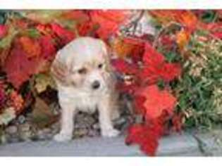 Goldendoodle Puppy for sale in Ephraim, UT, USA