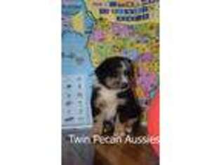 Miniature Australian Shepherd Puppy for sale in Greer, SC, USA
