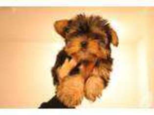 Yorkshire Terrier Puppy for sale in KENT, WA, USA