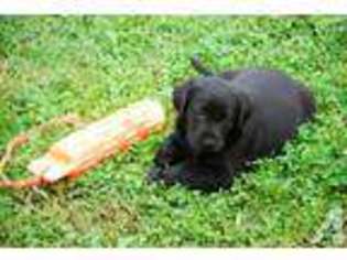 Labrador Retriever Puppy for sale in HORN LAKE, MS, USA