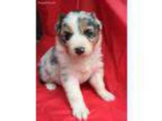Australian Shepherd Puppy for sale in Loganville, GA, USA