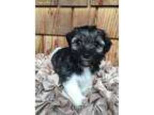 Havanese Puppy for sale in Lebanon, OR, USA
