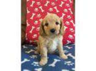 Cavapoo Puppy for sale in Ringland, Gwent (Wales), United Kingdom